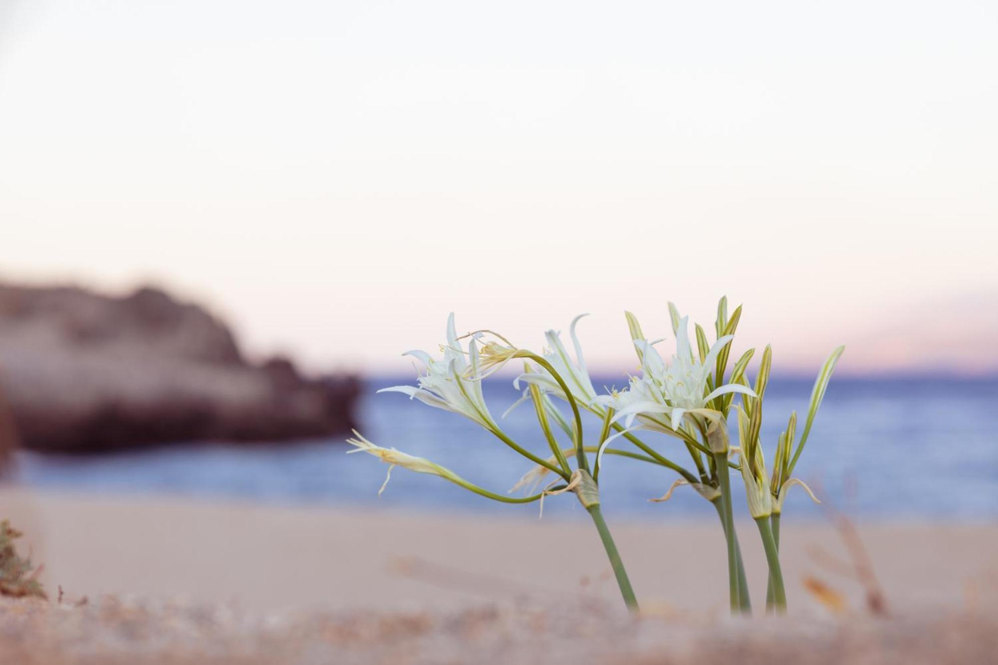 Alianthos Garden Otel Plakias Dış mekan fotoğraf